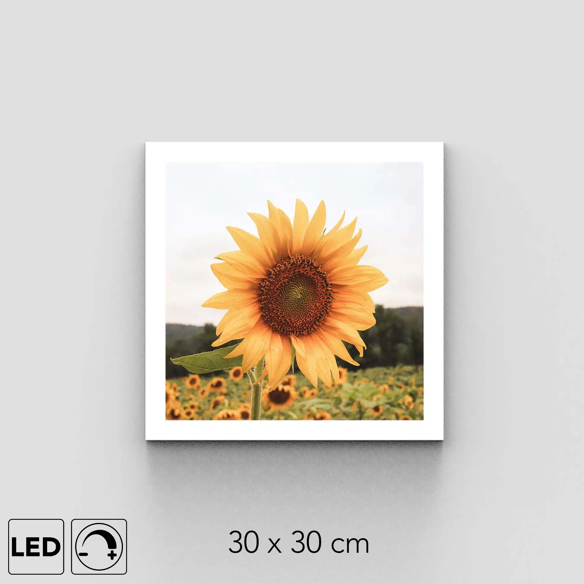 Applique murale tournesol Applique murale tournesol