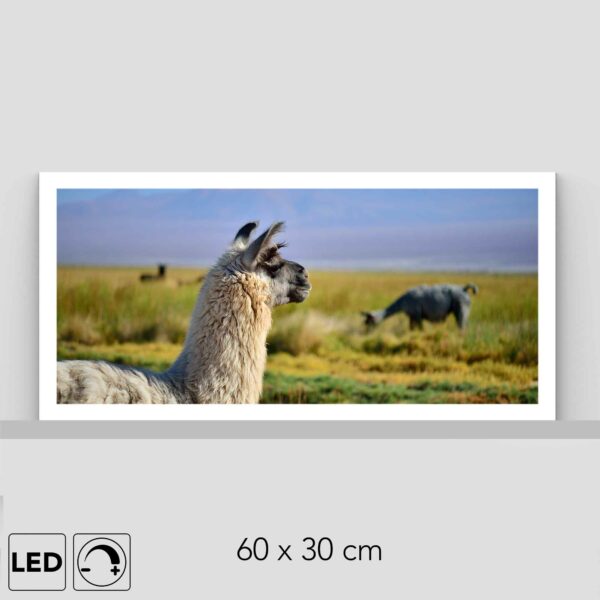 Lampe lama