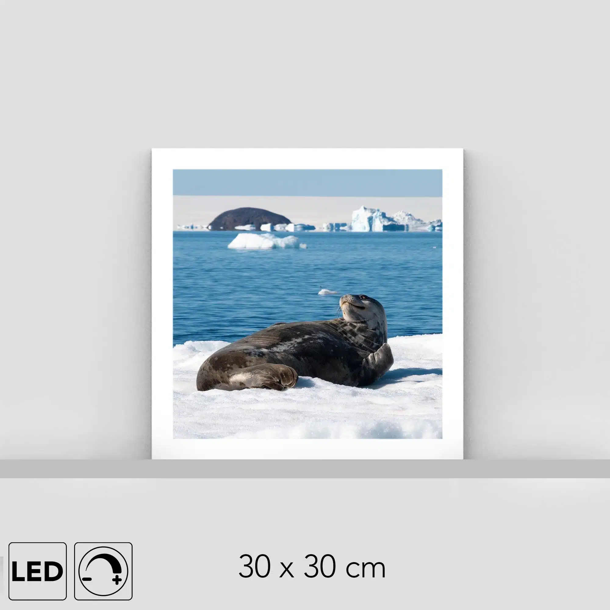 Lampe phoque Lampe phoque