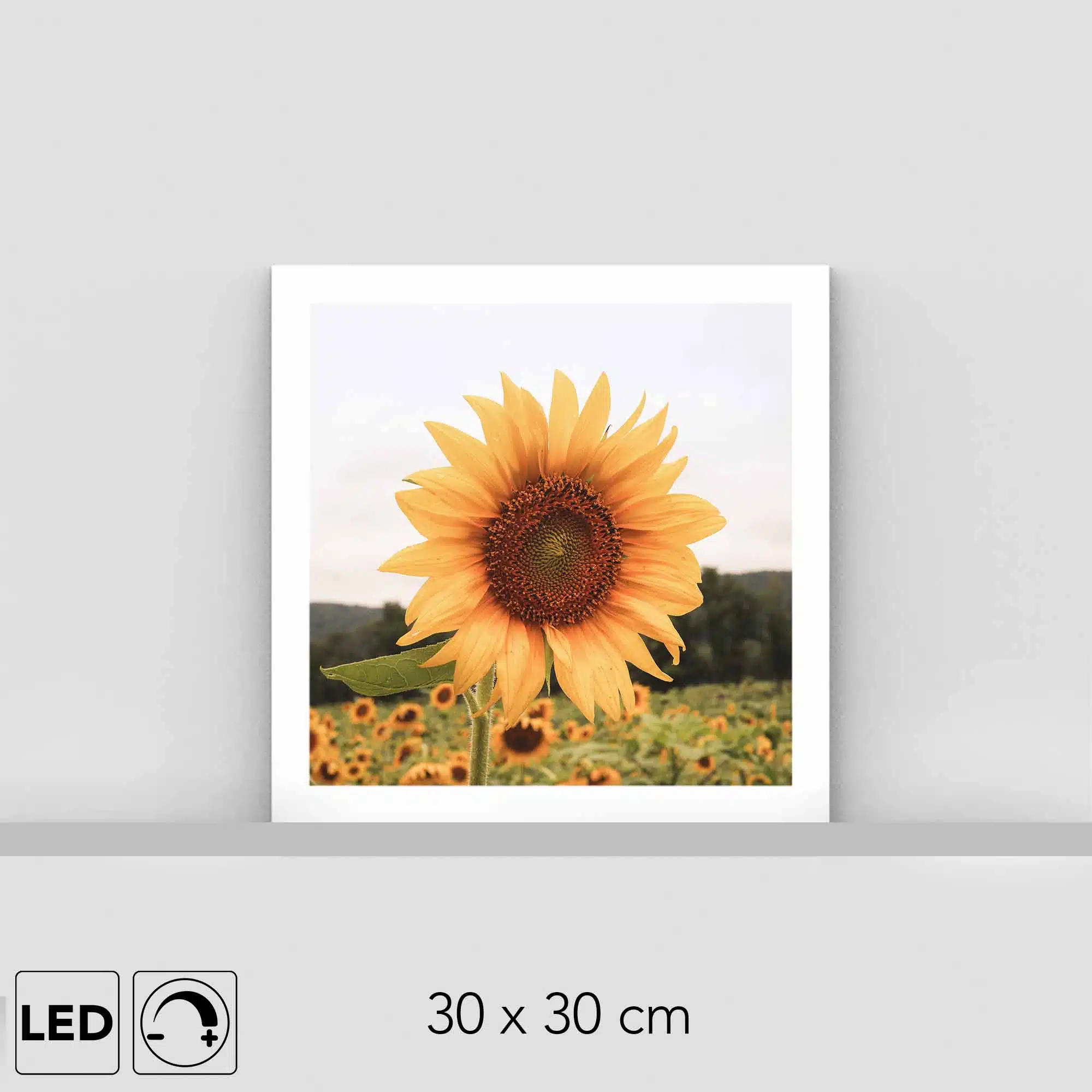 Lampe tournesol Lampe tournesol