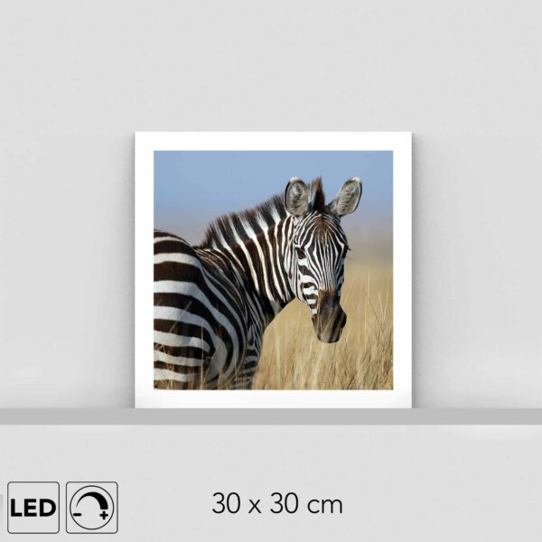 Lampe zèbre