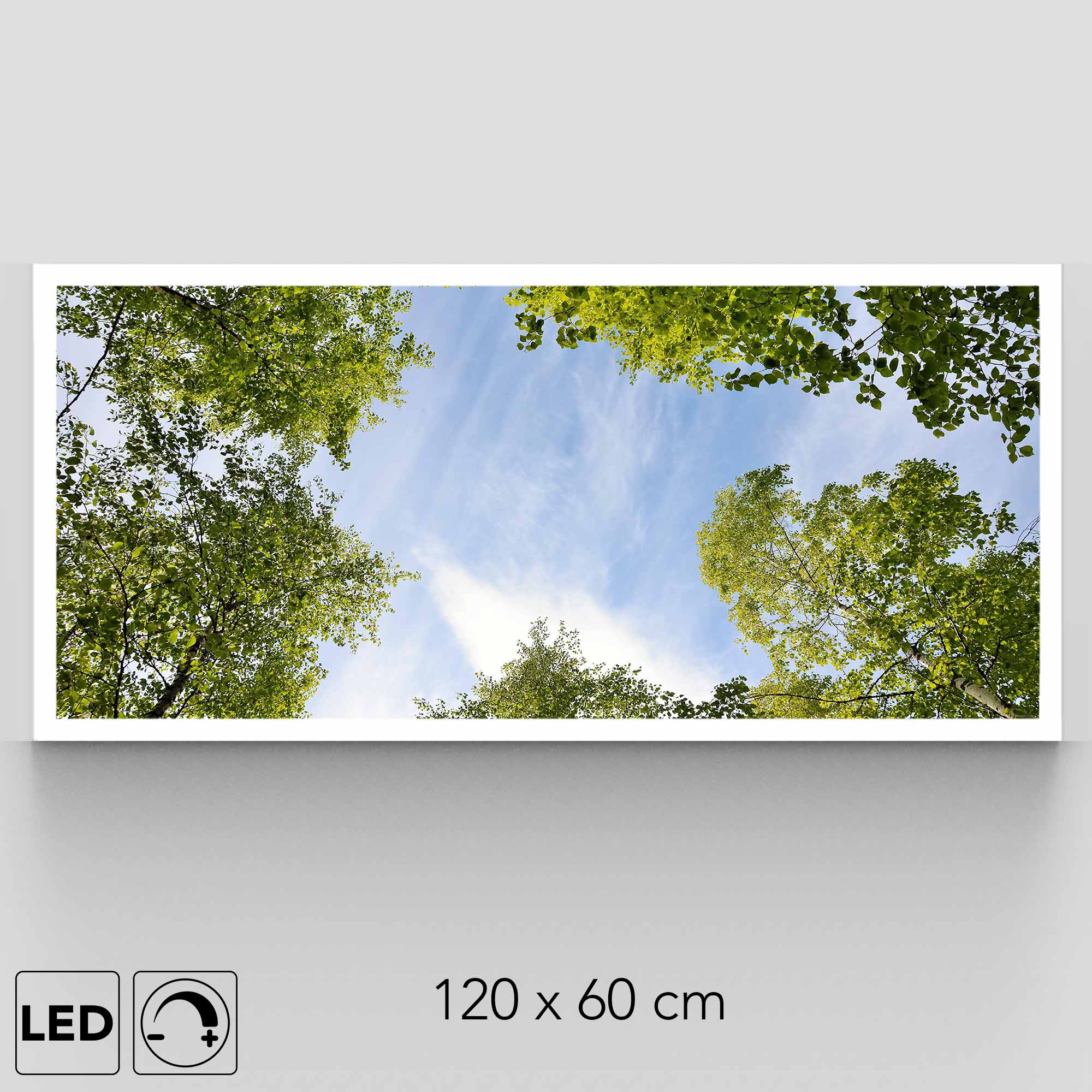 Plafonnier ciel végétation présentation