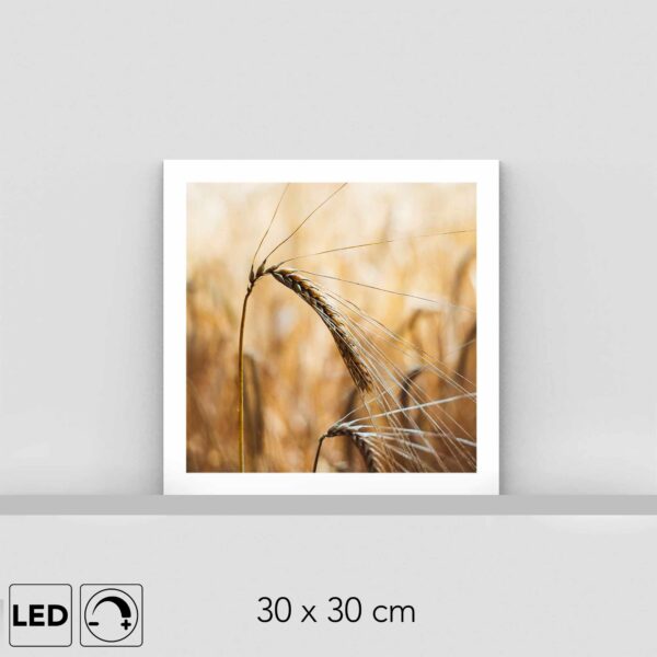 Lampe blé